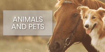 How to Help Your Pets & Animals Do Better in Life Right Now