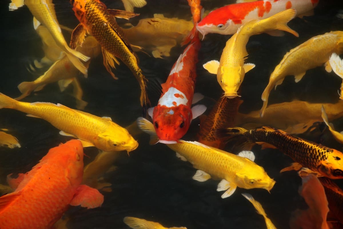 Fish farm pond africa