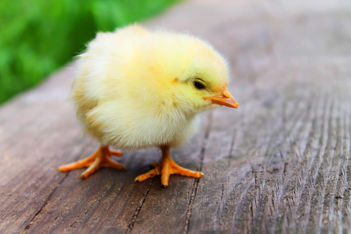 Poultry farm chickens