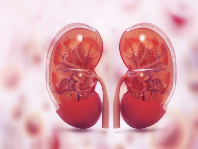 Ways To Prevent And Manage kidney Disease
