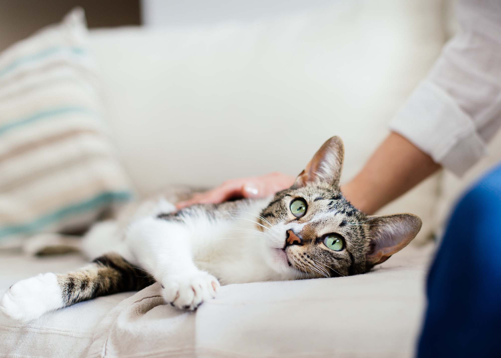 Pet Friendly | Jefferson Somerset Park in Leesburg, Virginia