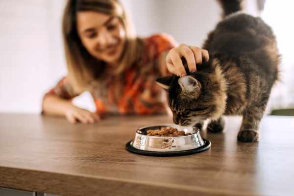 Cat eating from a metal bowl at Dakota at Hillcroft in Houston, Texas