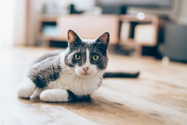 A cat in a pet-friendly home at Forest Edge Townhomes in Raleigh, North Carolina