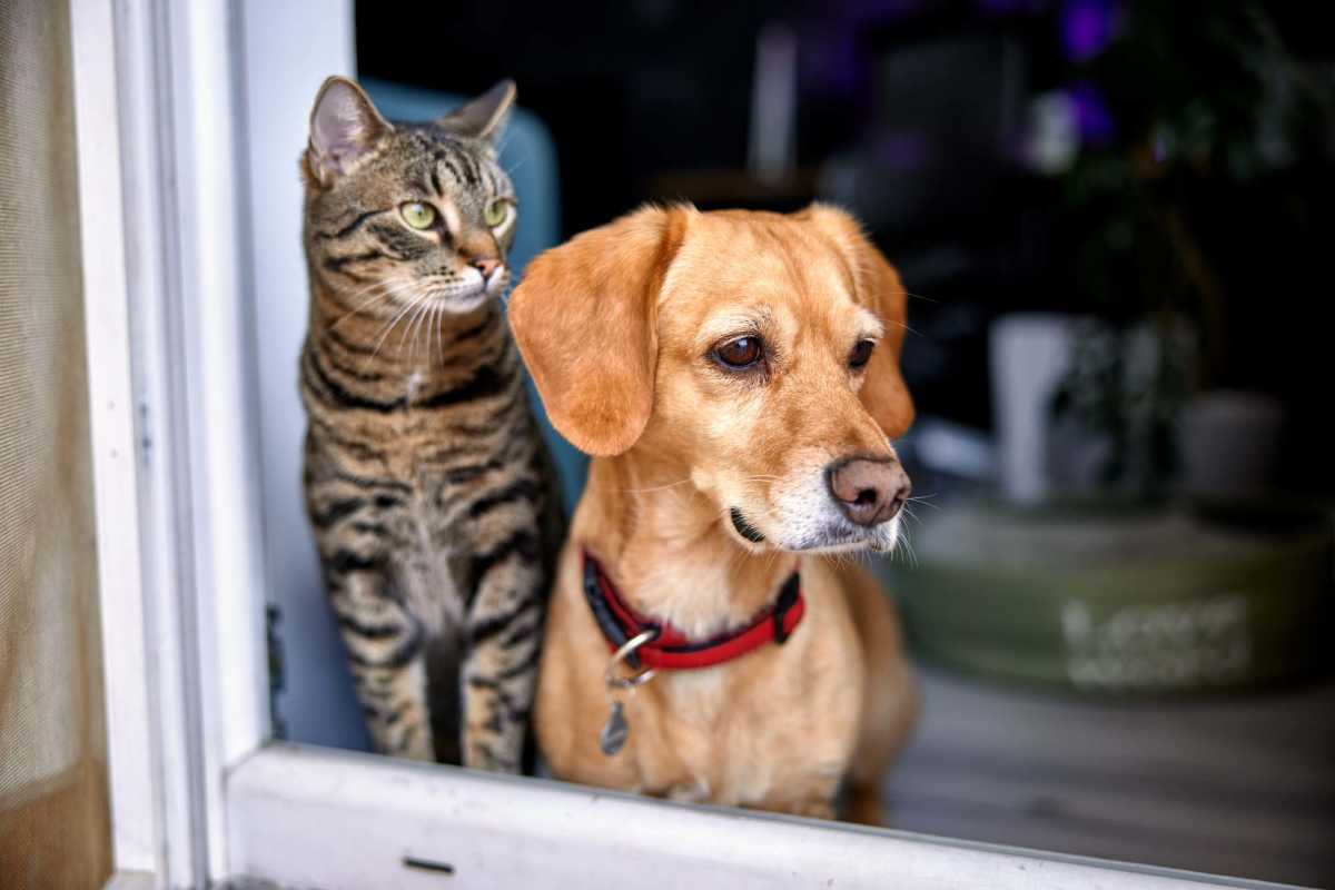 Pets cat and dog at window near Callaway Village Apartments in Fulton, Missouri