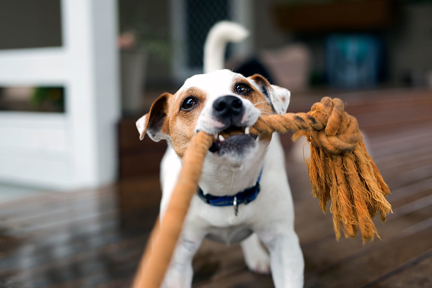 Dog pulling on a toy at Ladora Modern Apartments in Denver, Colorado