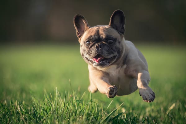 Dog running at Springs at Forest Hill in Shelby County, Tennessee
