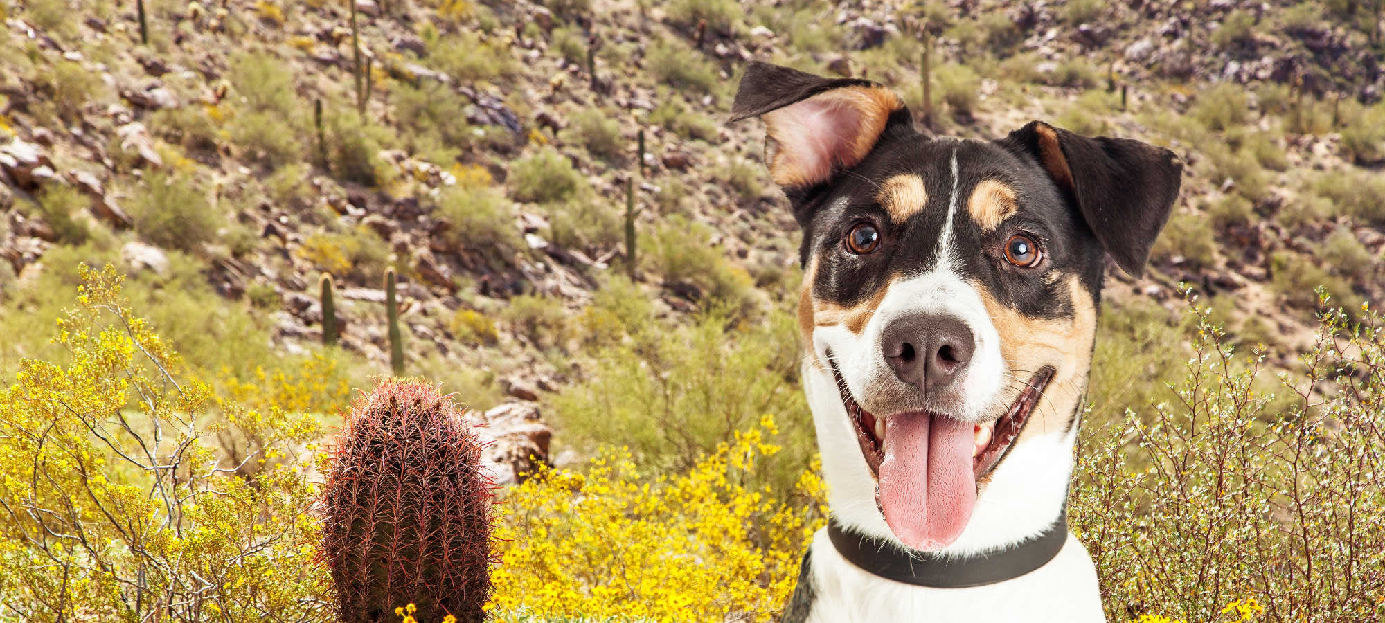 Veterinary clinic at River Road Pet Clinic in Tucson, Arizona