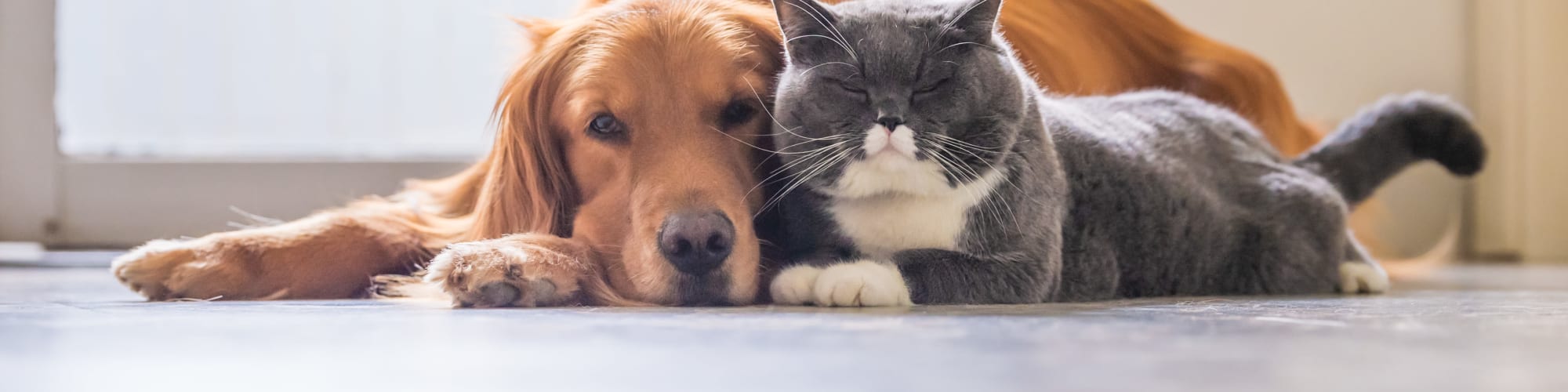 Pet-friendly apartments at San Palmilla in Tempe, Arizona