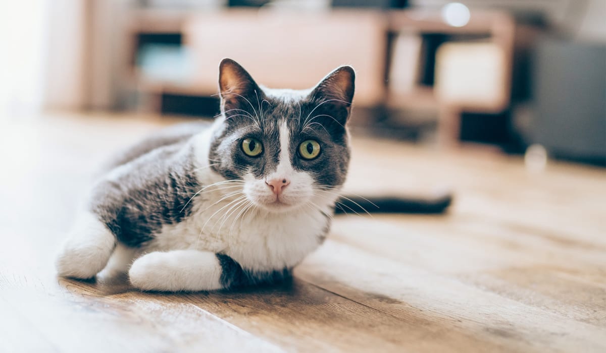 A cat on the floor of an apartment at Oaks at Northgate in Durham, North Carolina