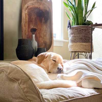 Dog sleeping in the well-lit apartment at The Ideal in Madison, Wisconsin