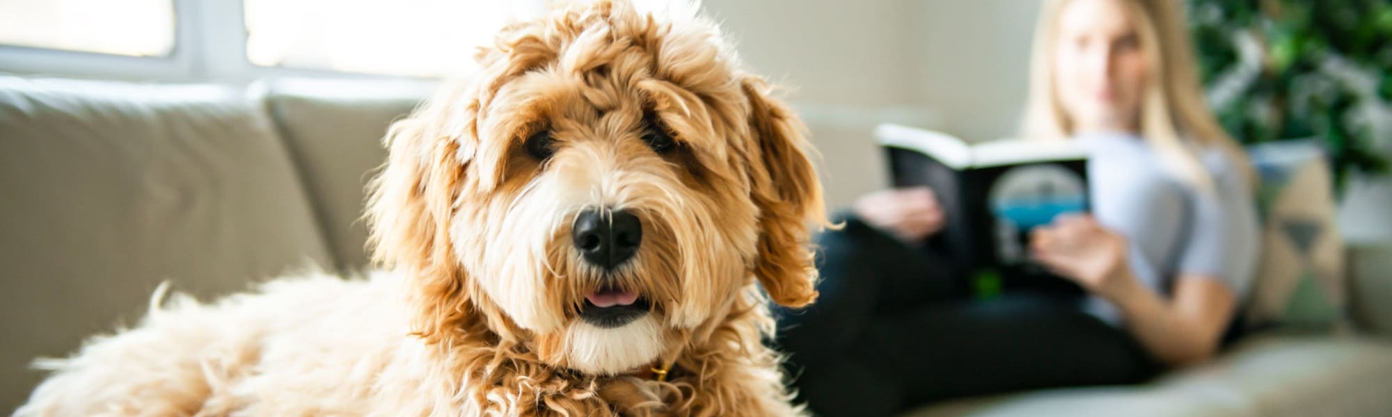 Pet policy at Zephyr Ridge in Cedar Grove, New Jersey