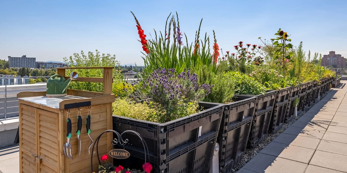 Rooftop garden at Anthem on 12th in Seattle, Washington