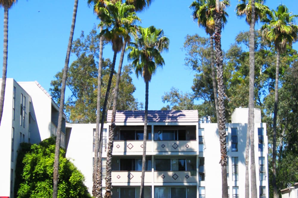 Exterior with palm trees at Adobe Lake Apartments in Concord, California