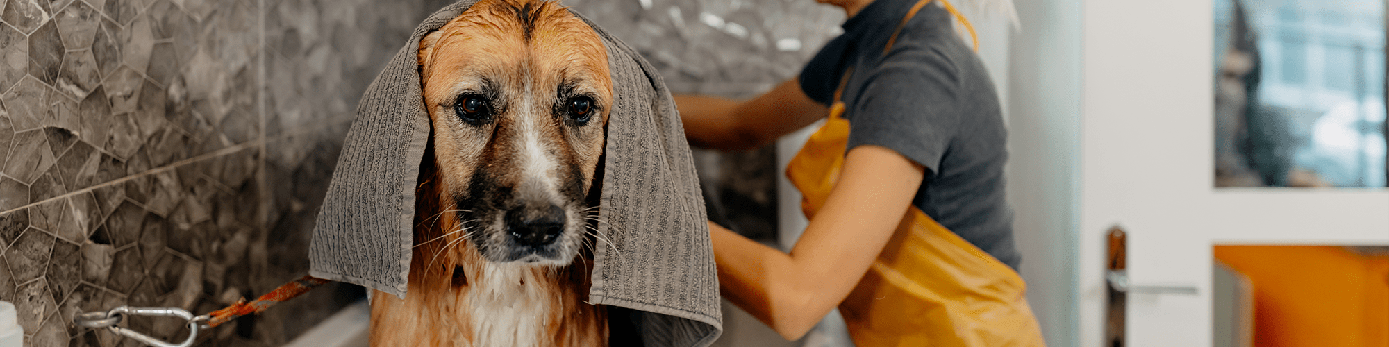 Pet Friendly at The Abbey at Energy Corridor in Houston, Texas