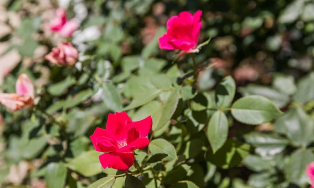 Lush flowers at Deer Creek Senior Living in Desoto, Texas