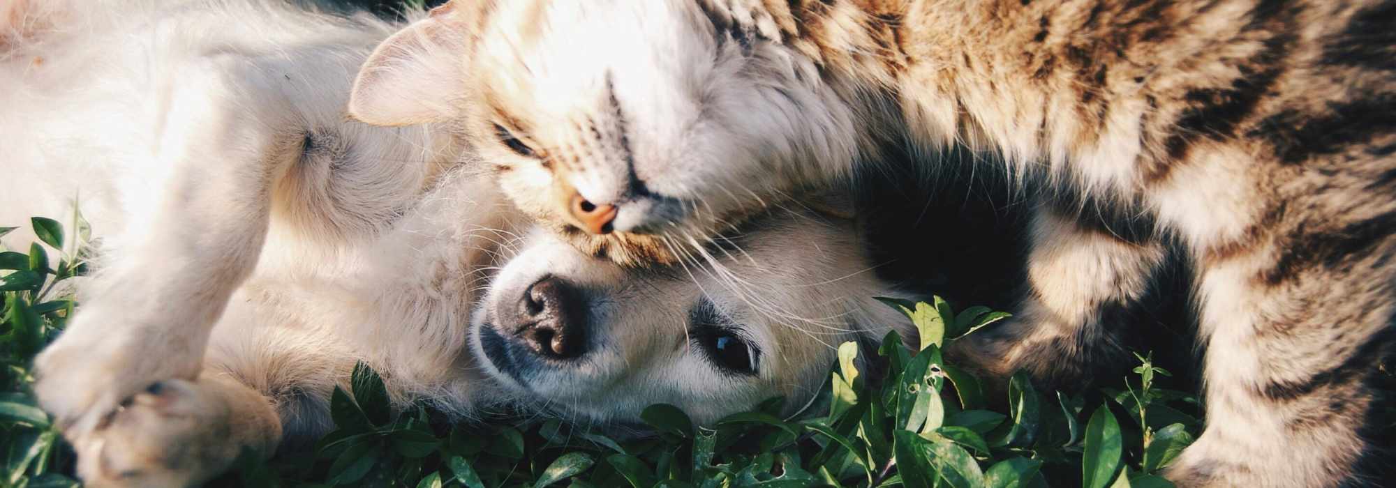 Pet Friendly at Sullivan in Austin, Texas 