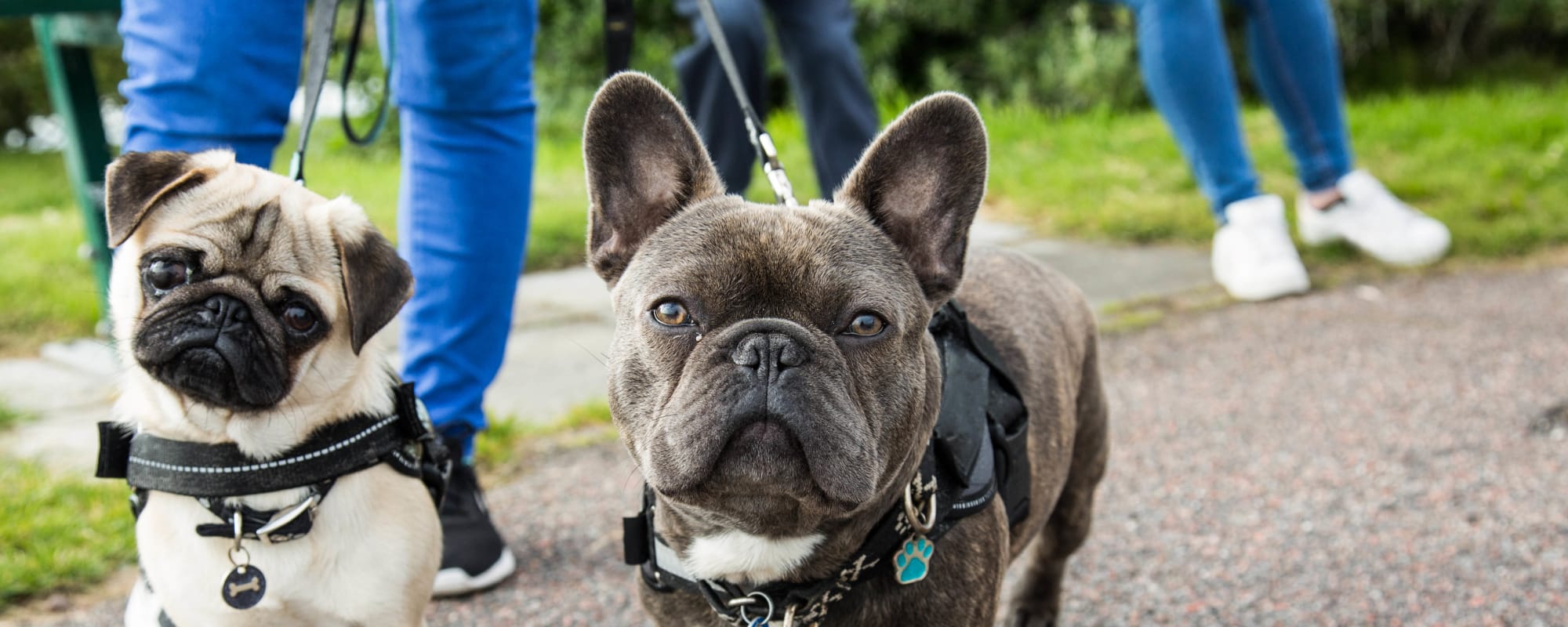Pet-friendly apartments at Westchester West in Silver Spring, Maryland