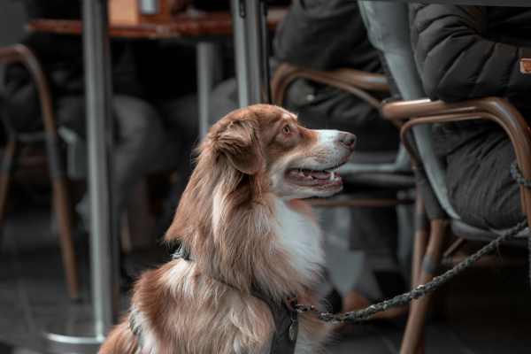 Dog sitting with a resident in a pet-friendly restaurant
