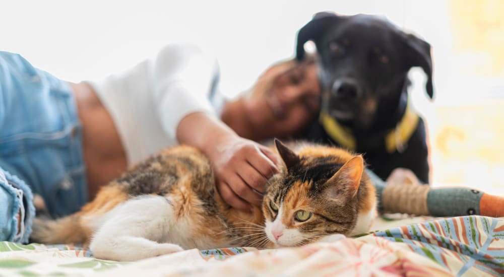 Cat and dog at The Mirabel in Fort Worth, Texas