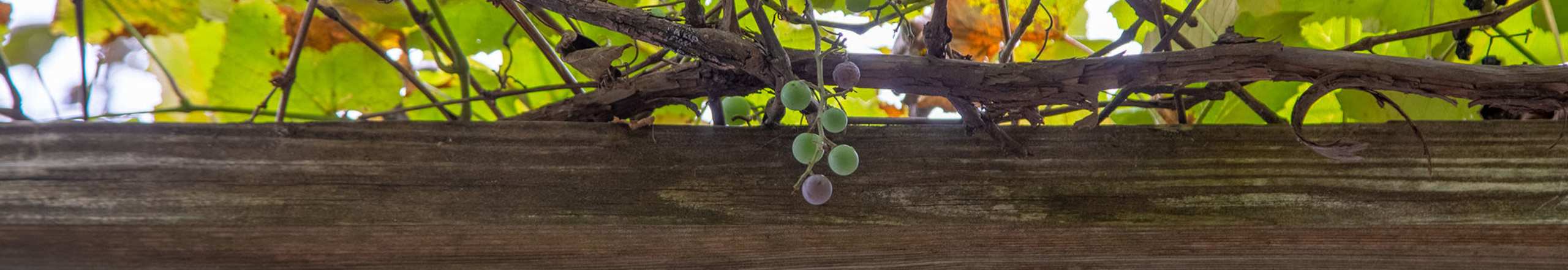 Gallery | Victory Gardens in East Boston, Massachusetts
