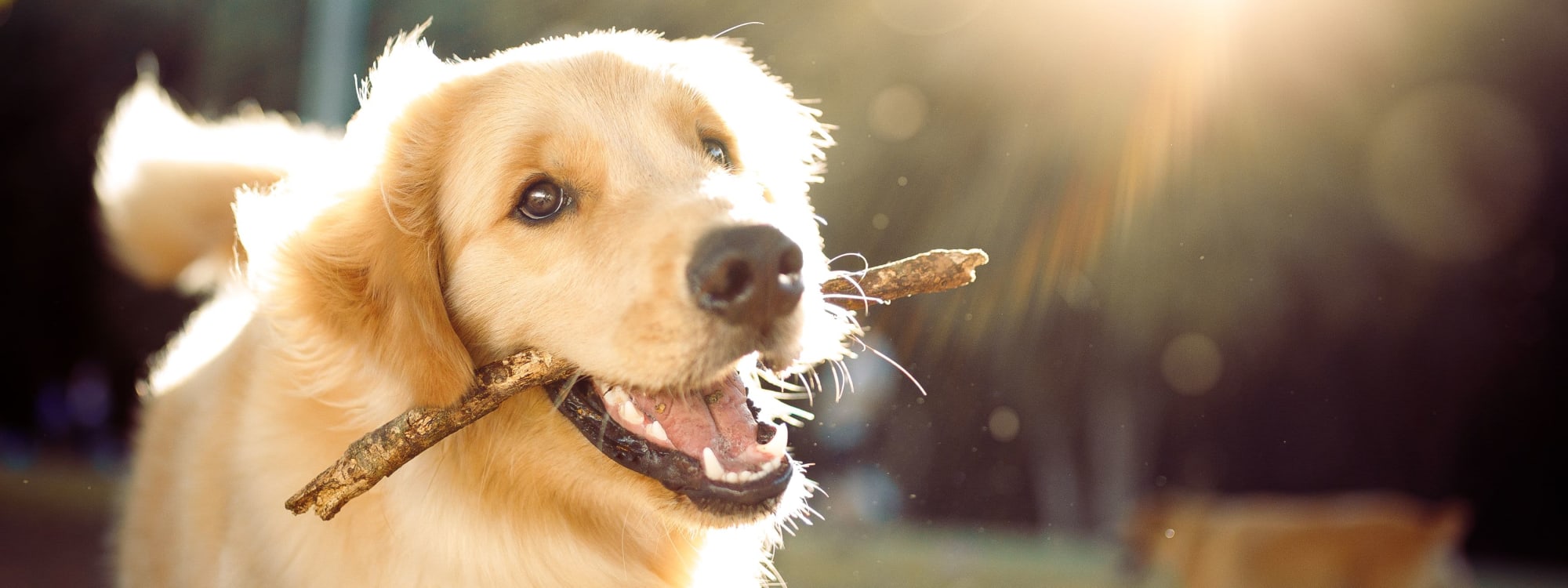 River Blu's pet policy in Sacramento, California