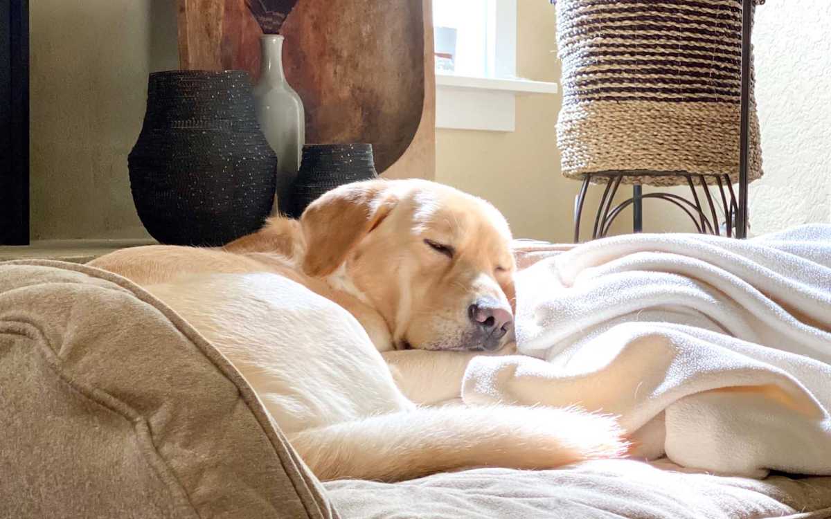 Dog taking a nap at Stone Village Apartments in Reno, Nevada