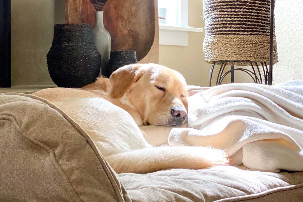 Happy pet sleeping at Callaway Village Phase II in Fulton, Missouri 