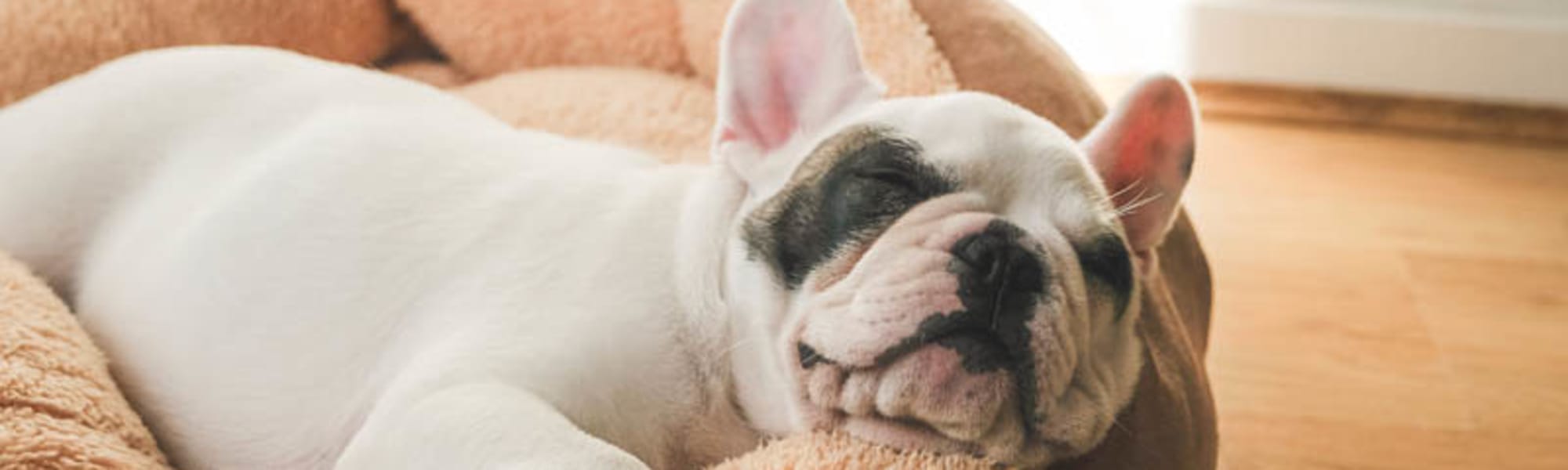 Pet-friendly apartments at Belle Vista Apartment Homes in Lithonia, Georgia