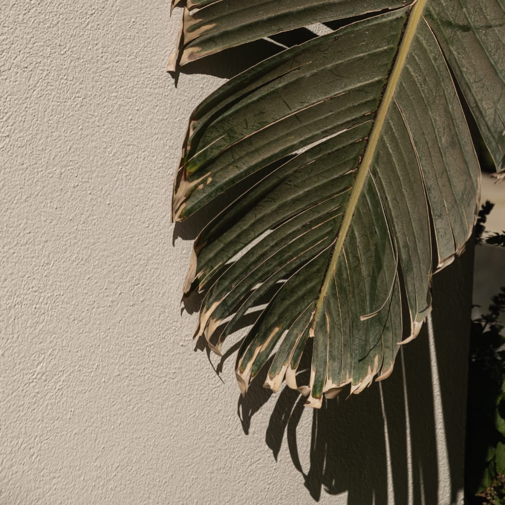 A tree at RIVA Solana Beach in Solana Beach,California