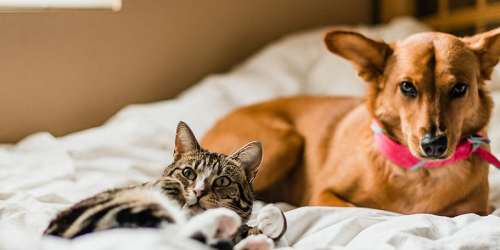 Dog and cat at River Terrace in Sacramento, California