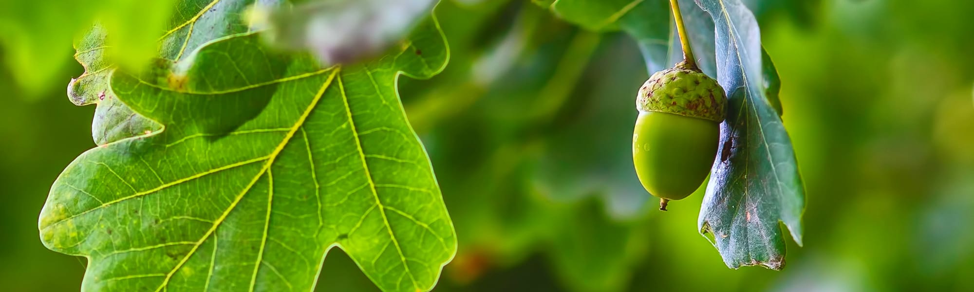 A close-up view of green leave and a growing bud from a tree at West Hartford Collection in West Hartford, Connecticut