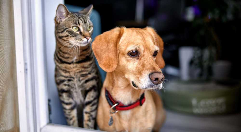 Pet policy at Stonegate at the Crossroads in Zion Crossroads, Virginia 