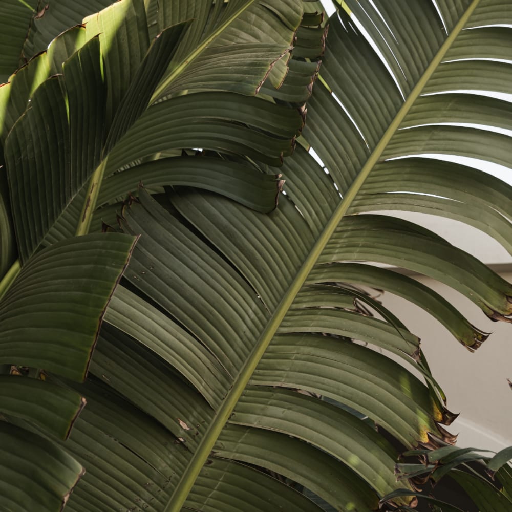 Tree with large leaves at RIVA Solana Beach in Solana Beach,California