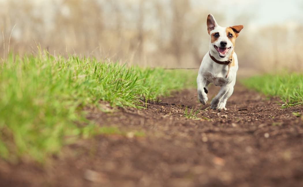 Happy dog running near The Lodge on El Dorado in Webster, TX