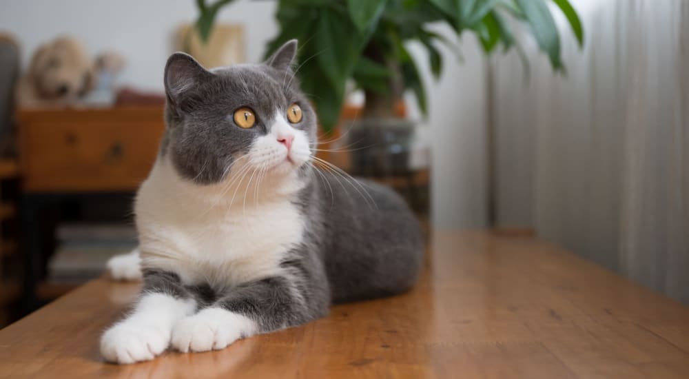 Happy cat posing for a photo at LaCabreah in Brownsburg, Indiana