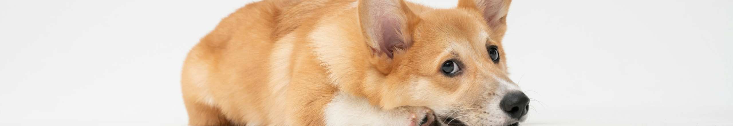  Amenities | The Avenue at Greenmont in Dracut, Massachusetts