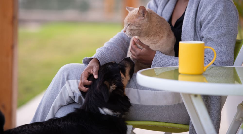 A resident petting a dog while holding a cat in her lap at The Legends on the Park in Eureka, Missouri