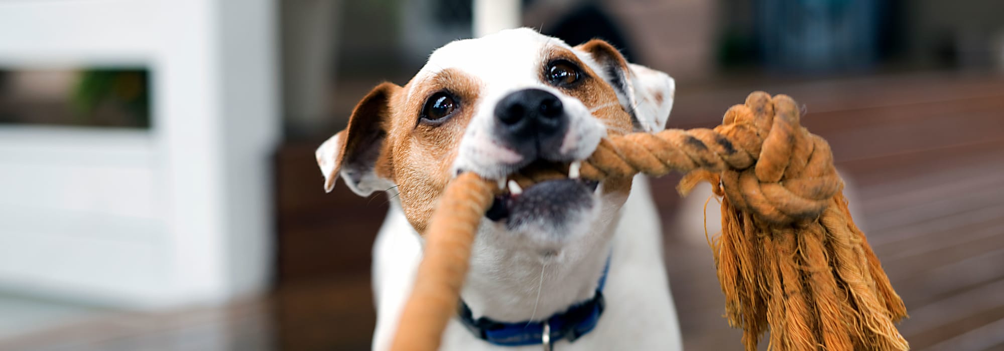 Pet-friendly apartments at Chatsworth in Atlanta, Georgia