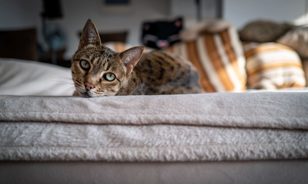 Curious looking cat laying on a couch at Spring Valley Apartments in Sinking Spring, Pennsylvania