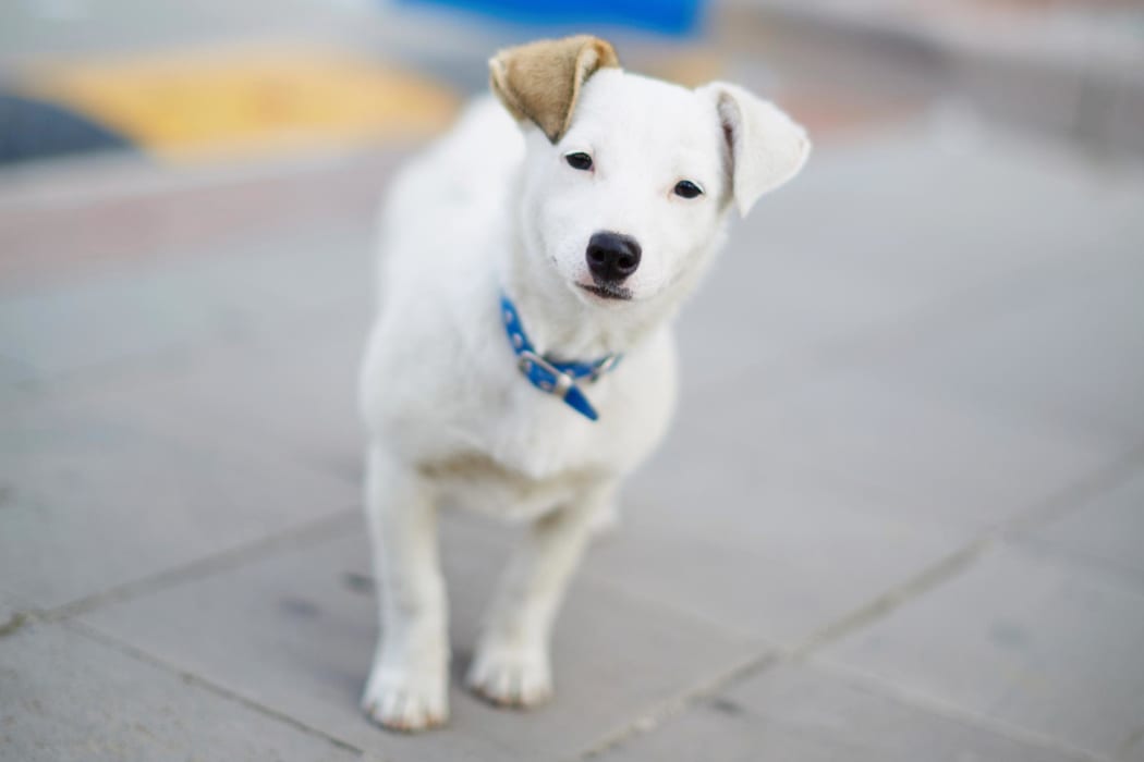Dog standing on sidewalk