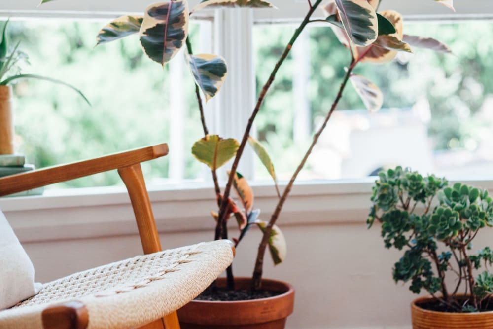 Chair and some plants in a room with a window