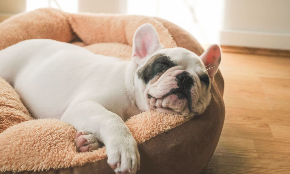 Sleepy puppy laying on his bed at Hunterdon Mews in Flemington, New Jersey