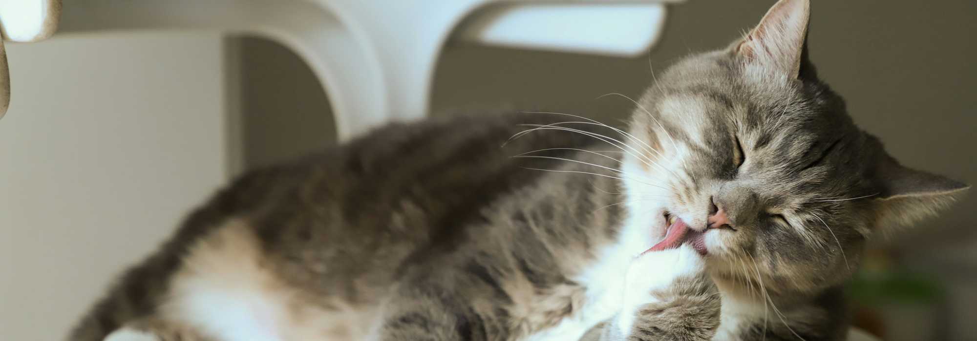 Pet Friendly at The Walton in Sanford, Florida