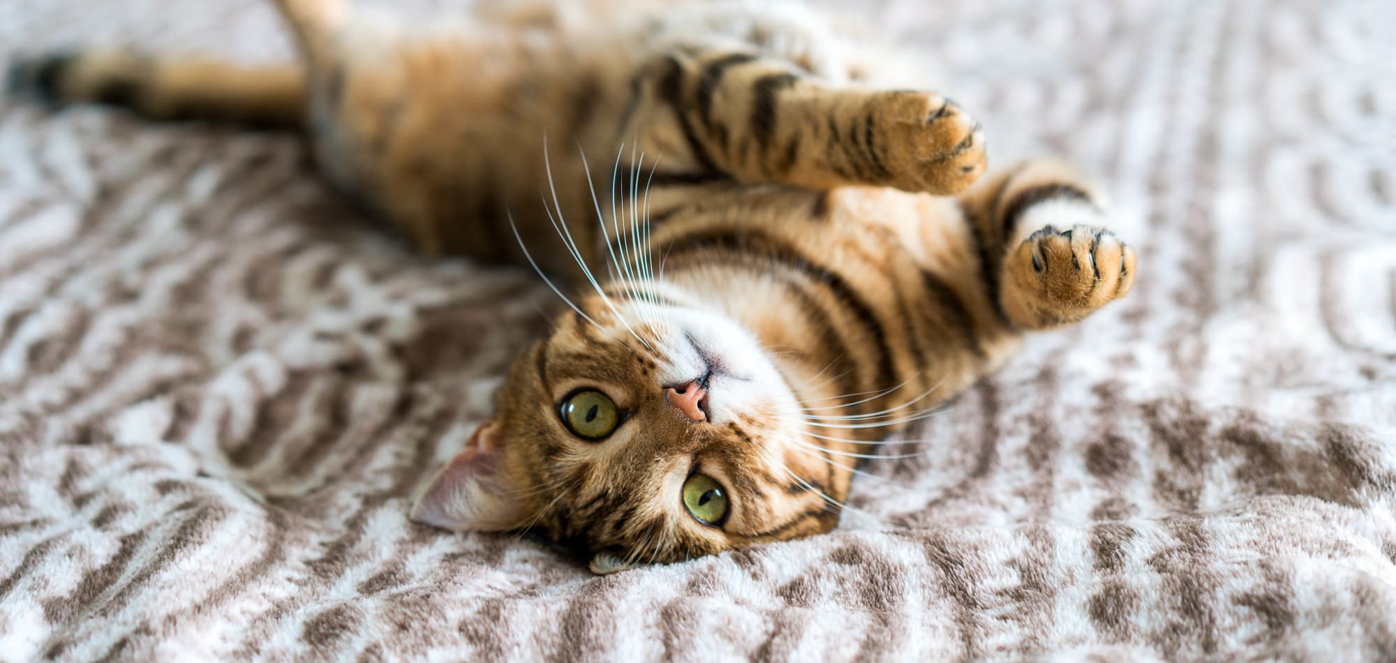 Pet-friendly apartments at The Lakes of Schaumburg in Schaumburg, Illinois