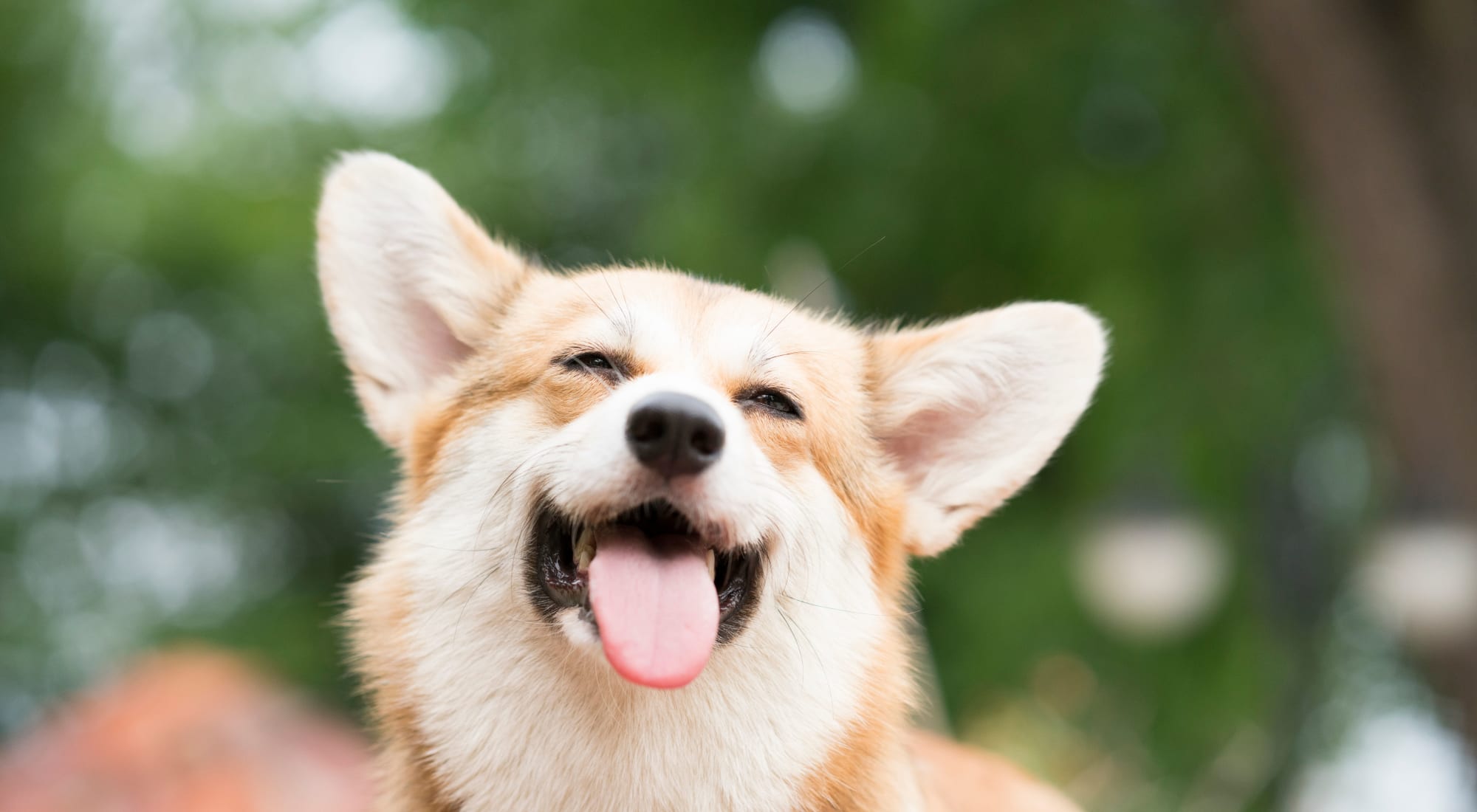 Pet Friendly | Pearl Park in San Antonio, Texas