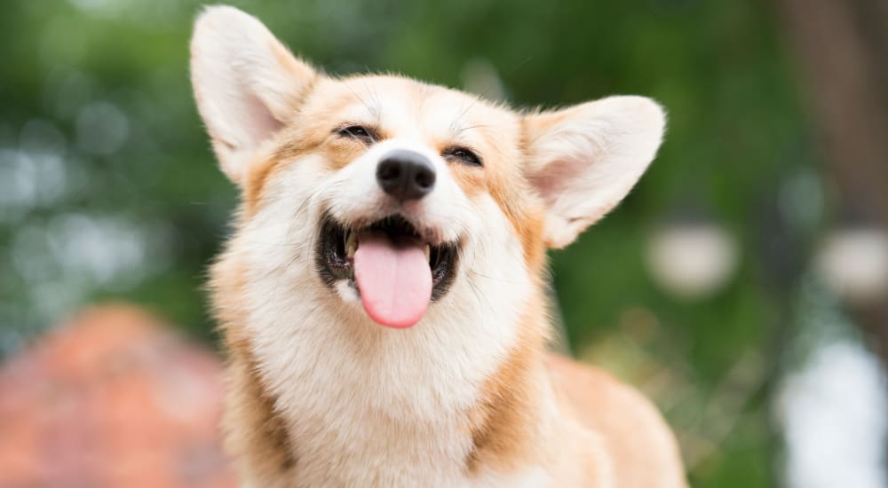 Corgi hanging out in a park at Cambridge Towers in Detroit, Michigan