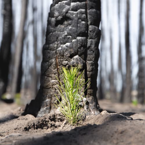 Image of a tree seedling growing in a burned forest at Innovation Senior Living in Winter Park, Florida