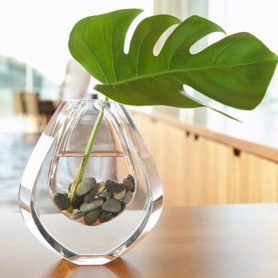 Plant in a decorative vase at Sofi Dublin in Dublin, California