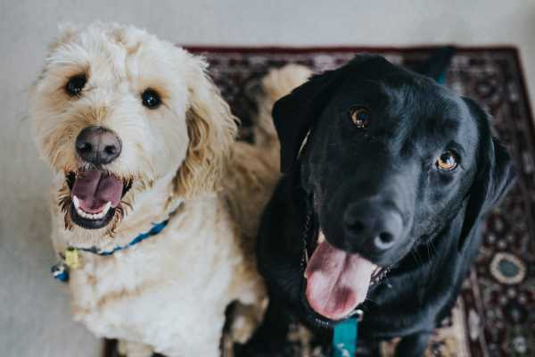 Happy resident dogs at Costa Bella in San Antonio, Texas