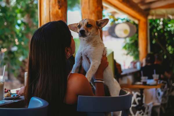 Dog sitting with a resident in a pet-friendly restaurant near Trinity Bluff & Trinity District in Fort Worth, Texas